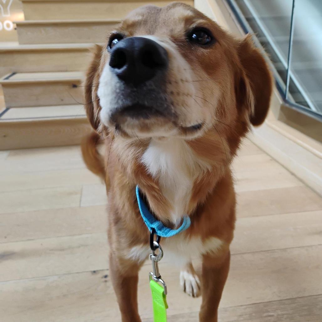 Rancher, Adoptable, Adult Male Mixed Breed.