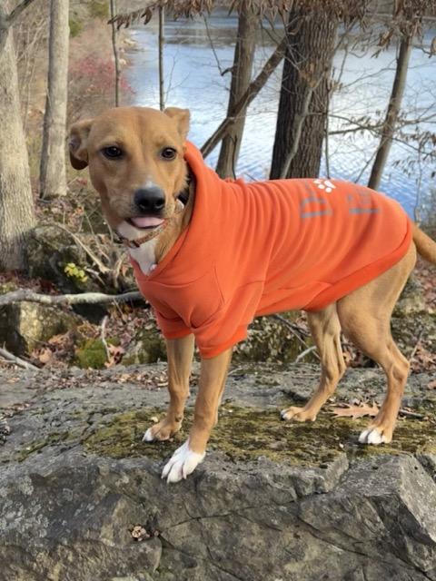 Enlarge Clover, a Adoptable mixed breed in Sparta, NJ image 1/6