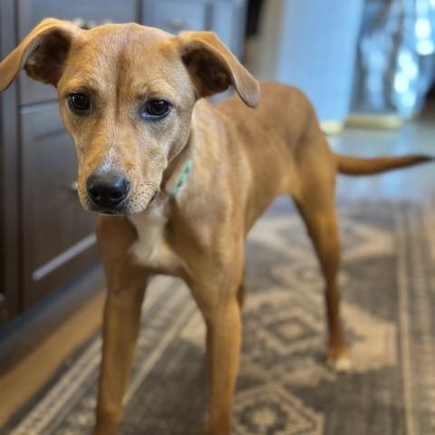 Clover, an adoptable Feist, Beagle in Sparta, NJ, 07871 | Photo Image 3