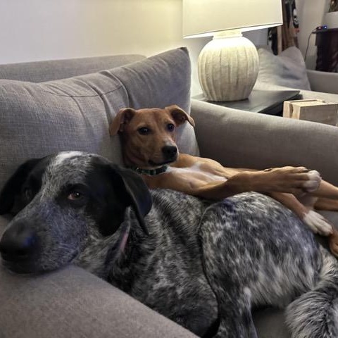 Enlarge Clover, a Adoptable mixed breed in Sparta, NJ image 4/6