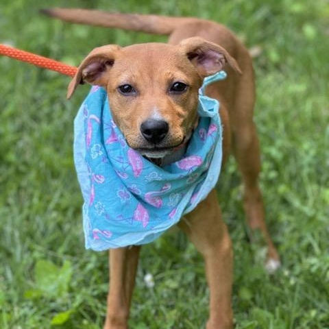 Clover, an adoptable Feist, Beagle in Sparta, NJ, 07871 | Photo Image 2