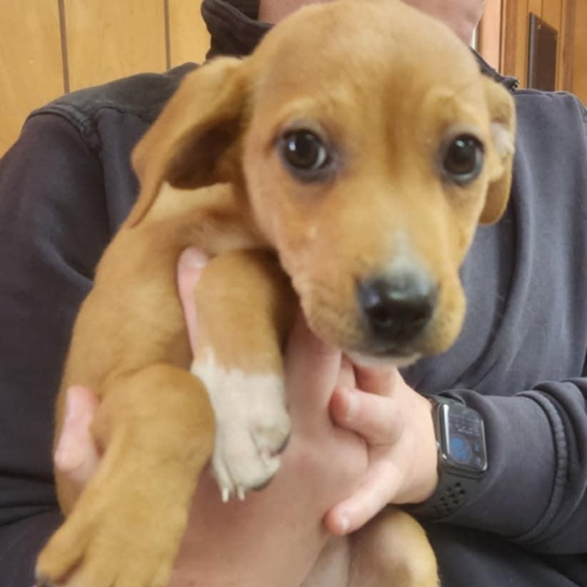 Clover, an adoptable Feist, Beagle in Sparta, NJ, 07871 | Photo Image 3