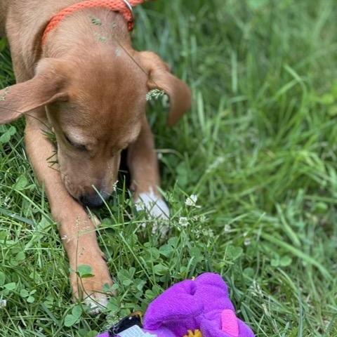 Clover, an adoptable Feist, Beagle in Sparta, NJ, 07871 | Photo Image 4
