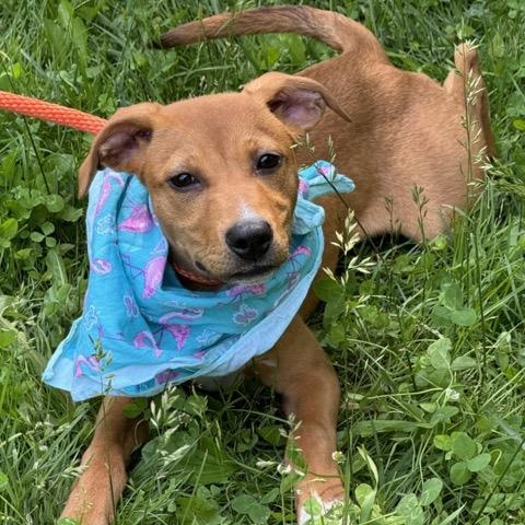 Clover, Baby Female Feist