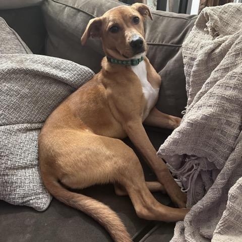 Enlarge Clover, a Adoptable mixed breed in Sparta, NJ image 3/6