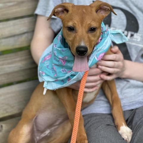 Enlarge Clover, a Adoptable mixed breed in Sparta, NJ image 2/6