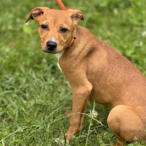Enlarge Clover, a Adoptable mixed breed in Sparta, NJ image 5/6