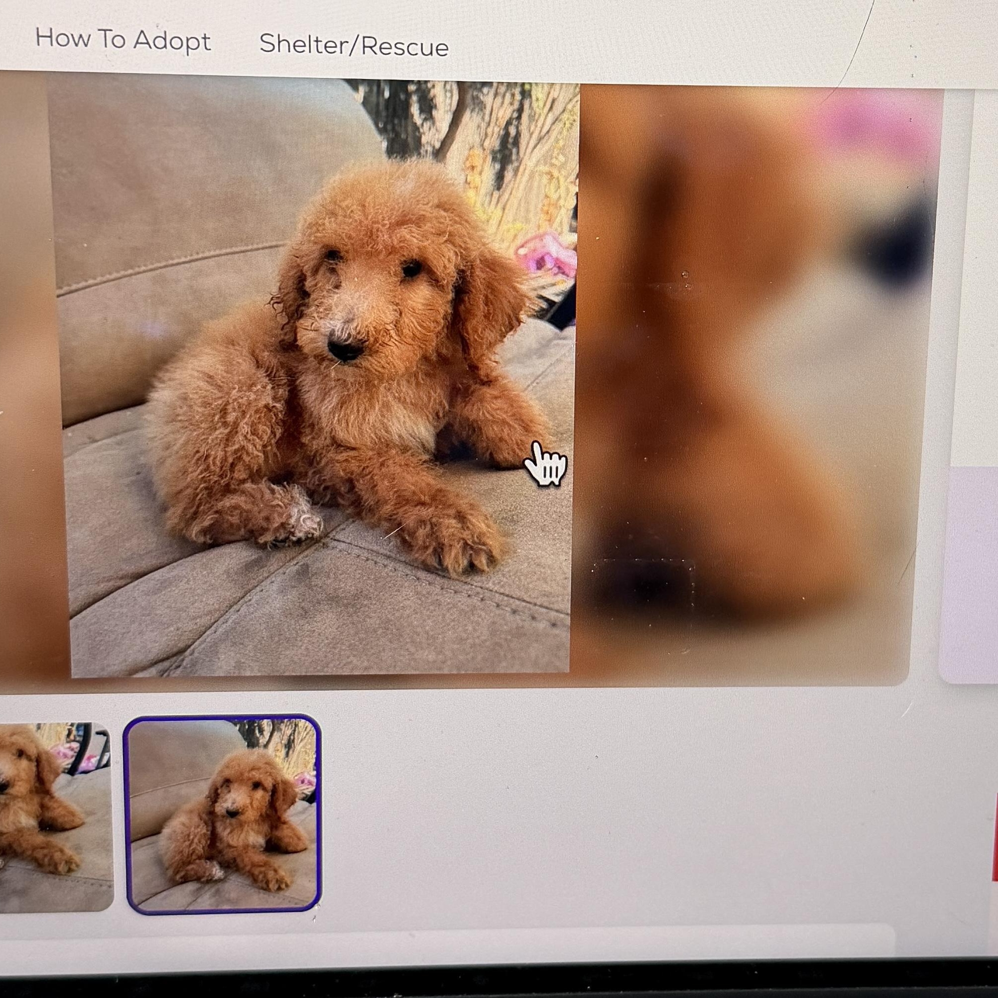Amber, a ADOPTABLE Goldendoodle in Moreno Valley, CA image 3/4