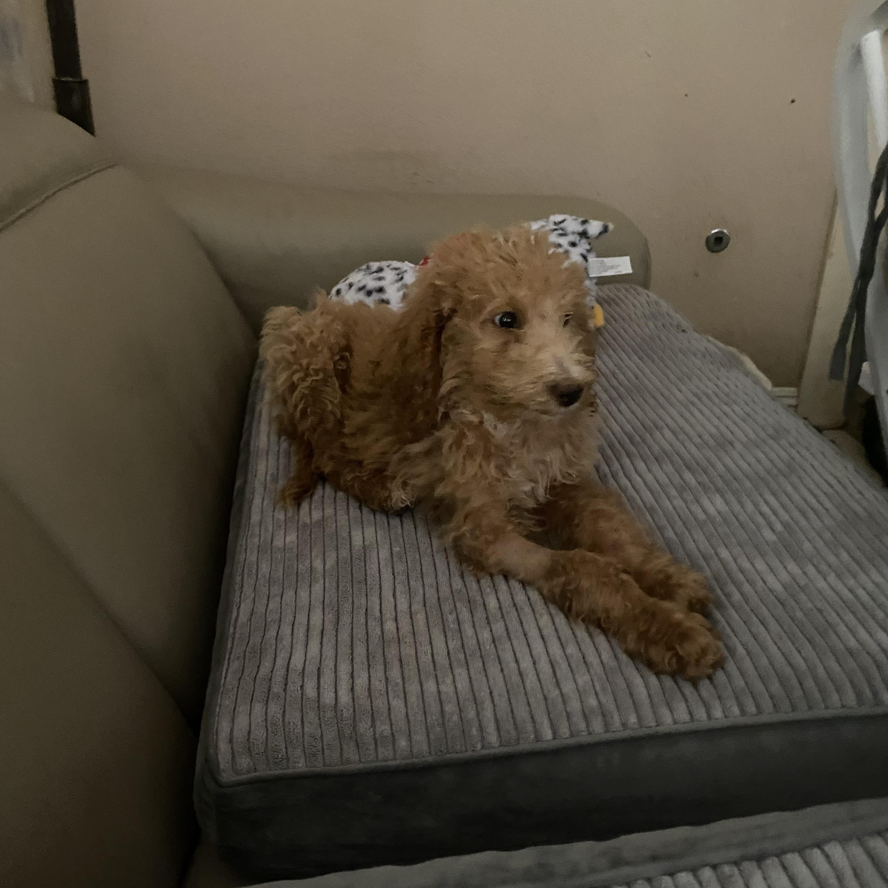 Amber, a ADOPTABLE Goldendoodle in Moreno Valley, CA image 2/4