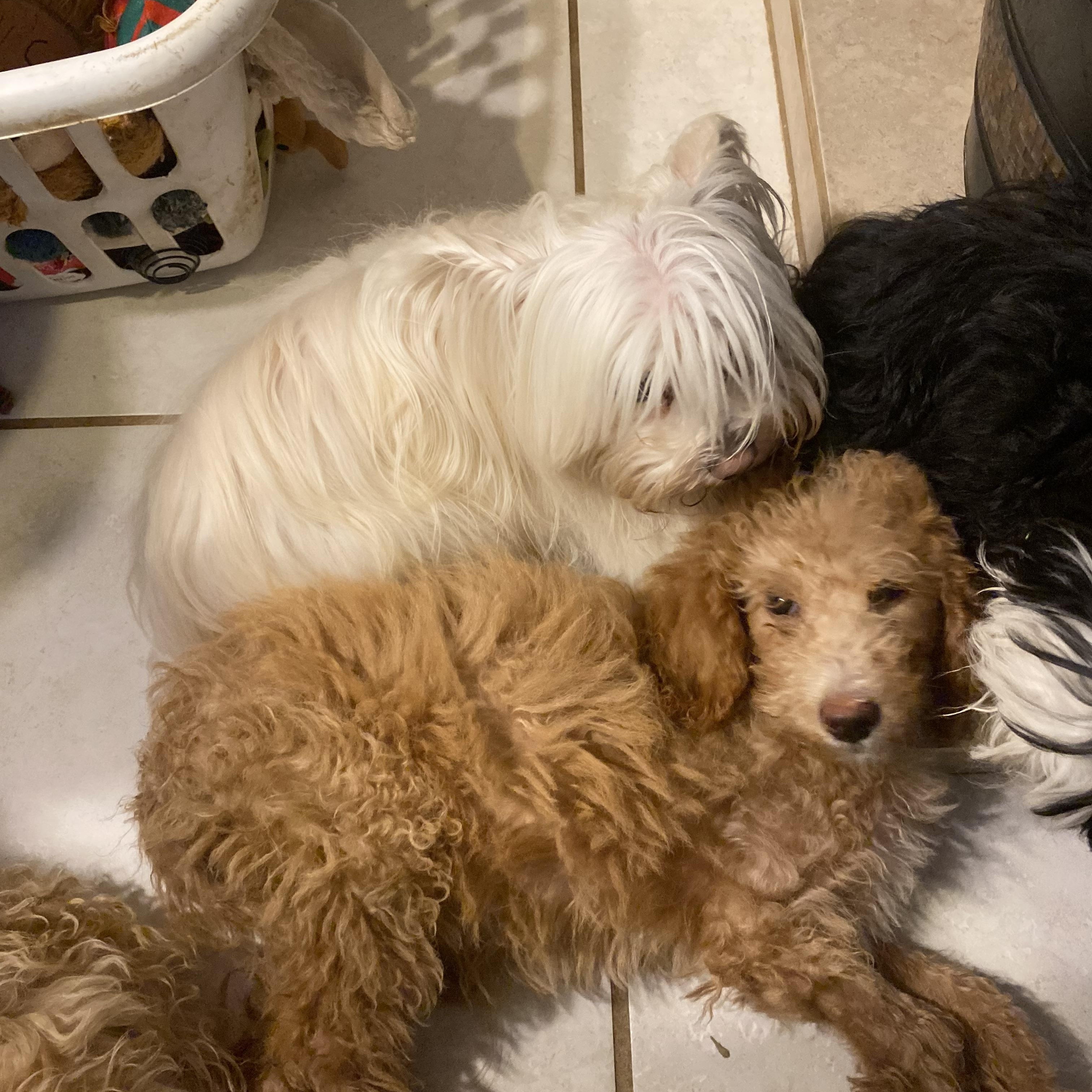 Amber, a ADOPTABLE Goldendoodle in Moreno Valley, CA image 4/4