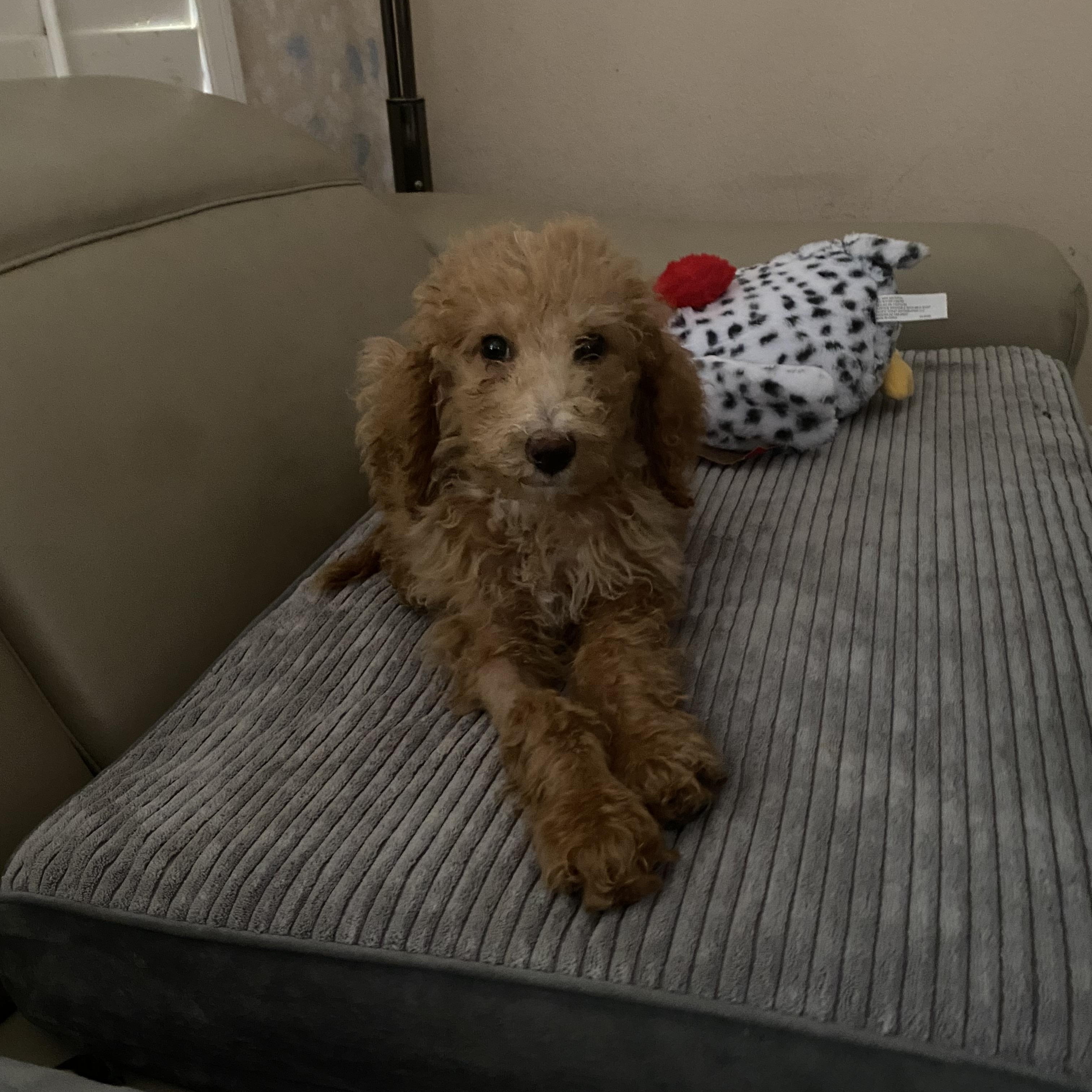 Amber, ADOPTABLE, Puppy Female Goldendoodle.