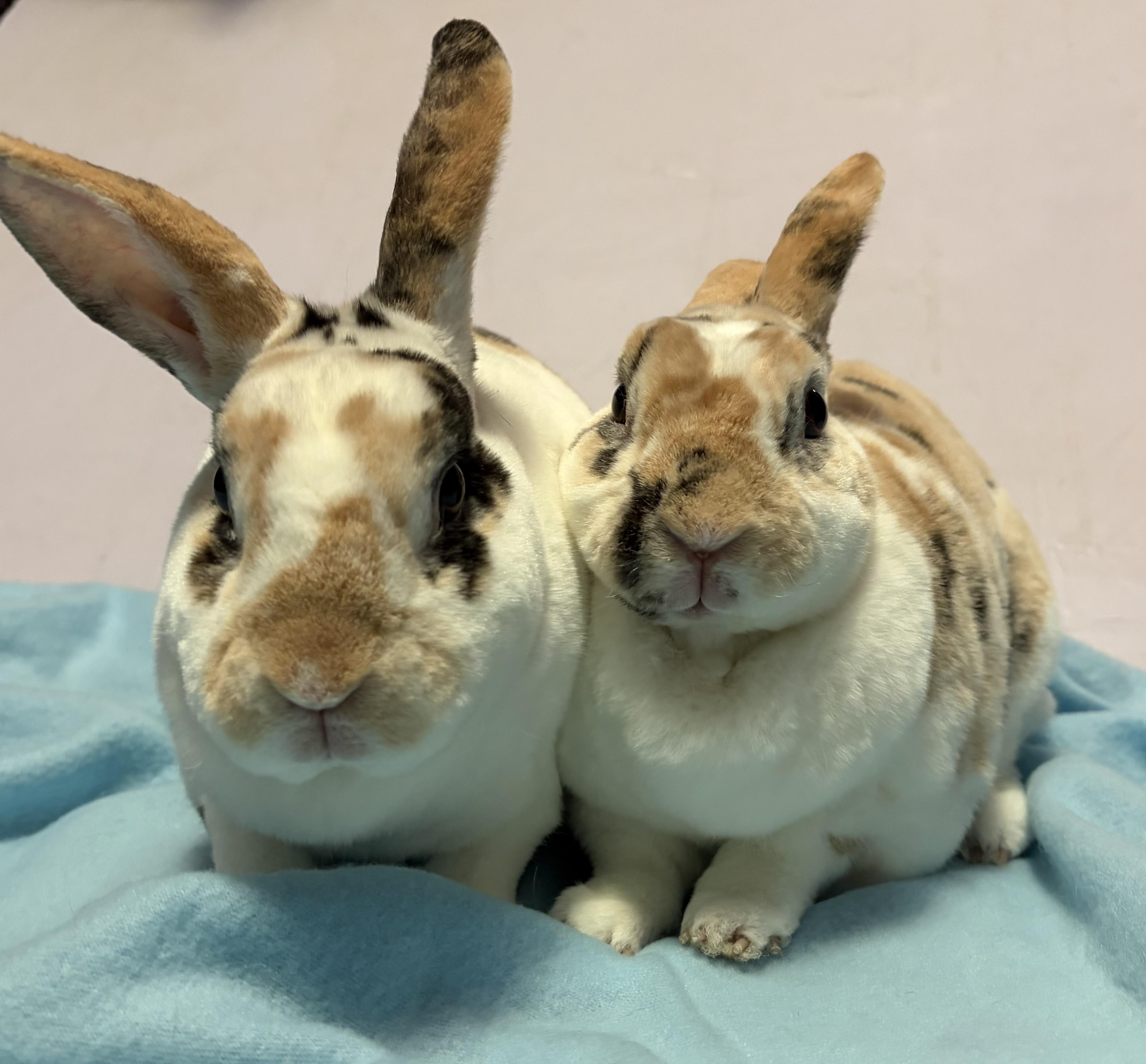 Enlarge Benji & Bindi, a Adoptable Mini Rex in Oshkosh, WI image 5/5