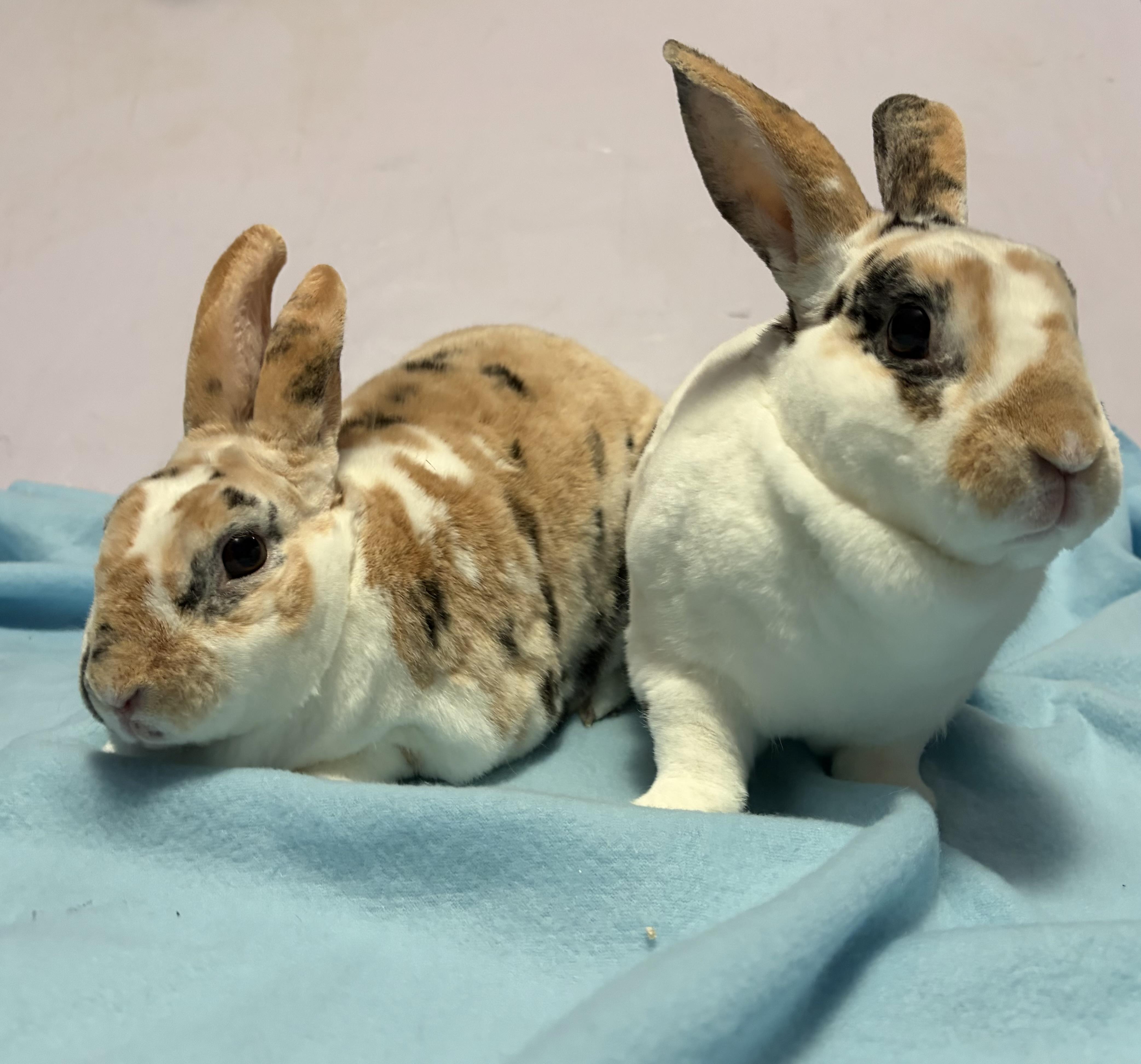 Enlarge Benji & Bindi, a Adoptable Mini Rex in Oshkosh, WI image 2/5