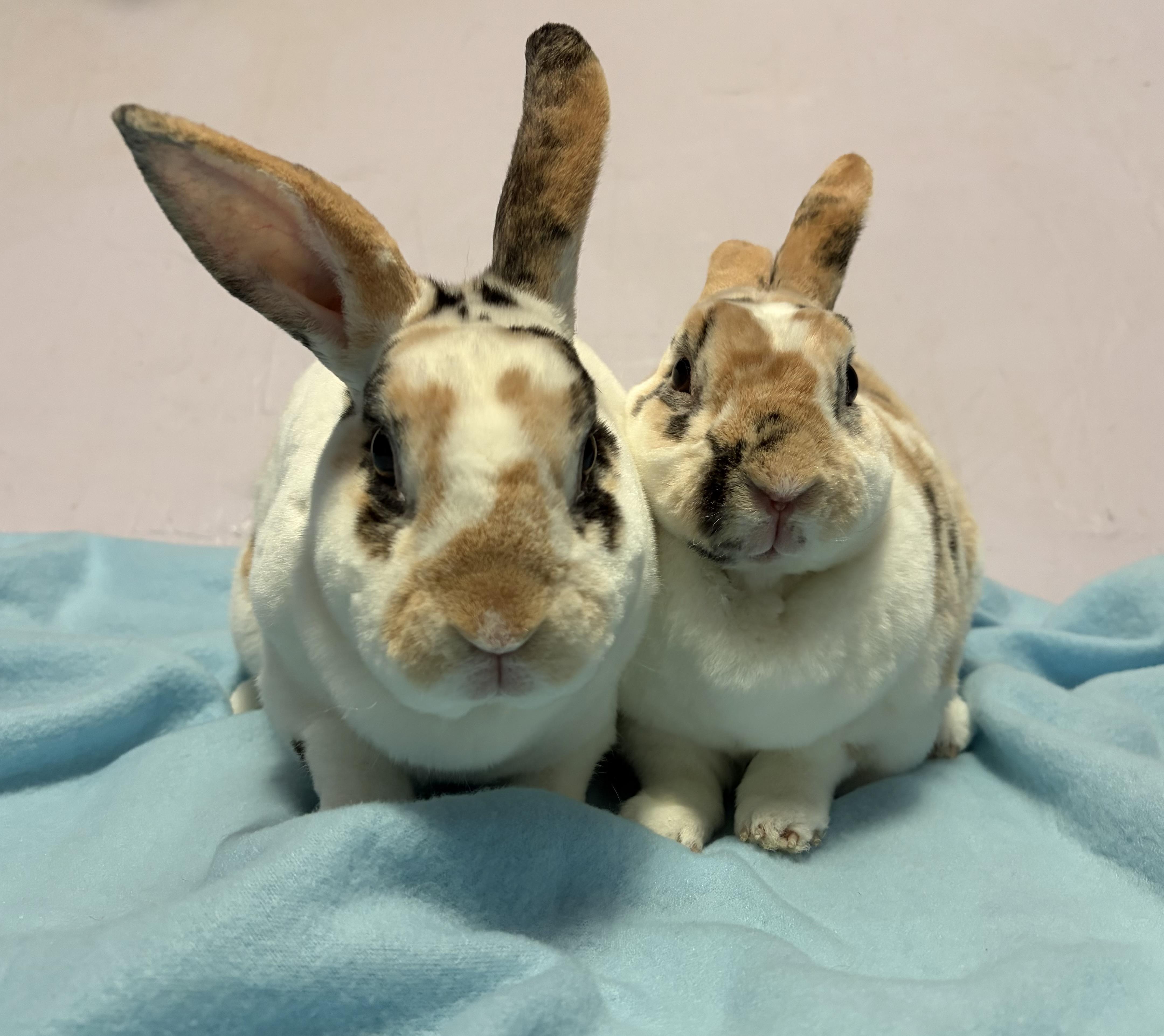 Benji & Bindi, Adoptable, Adult Male Mini Rex.