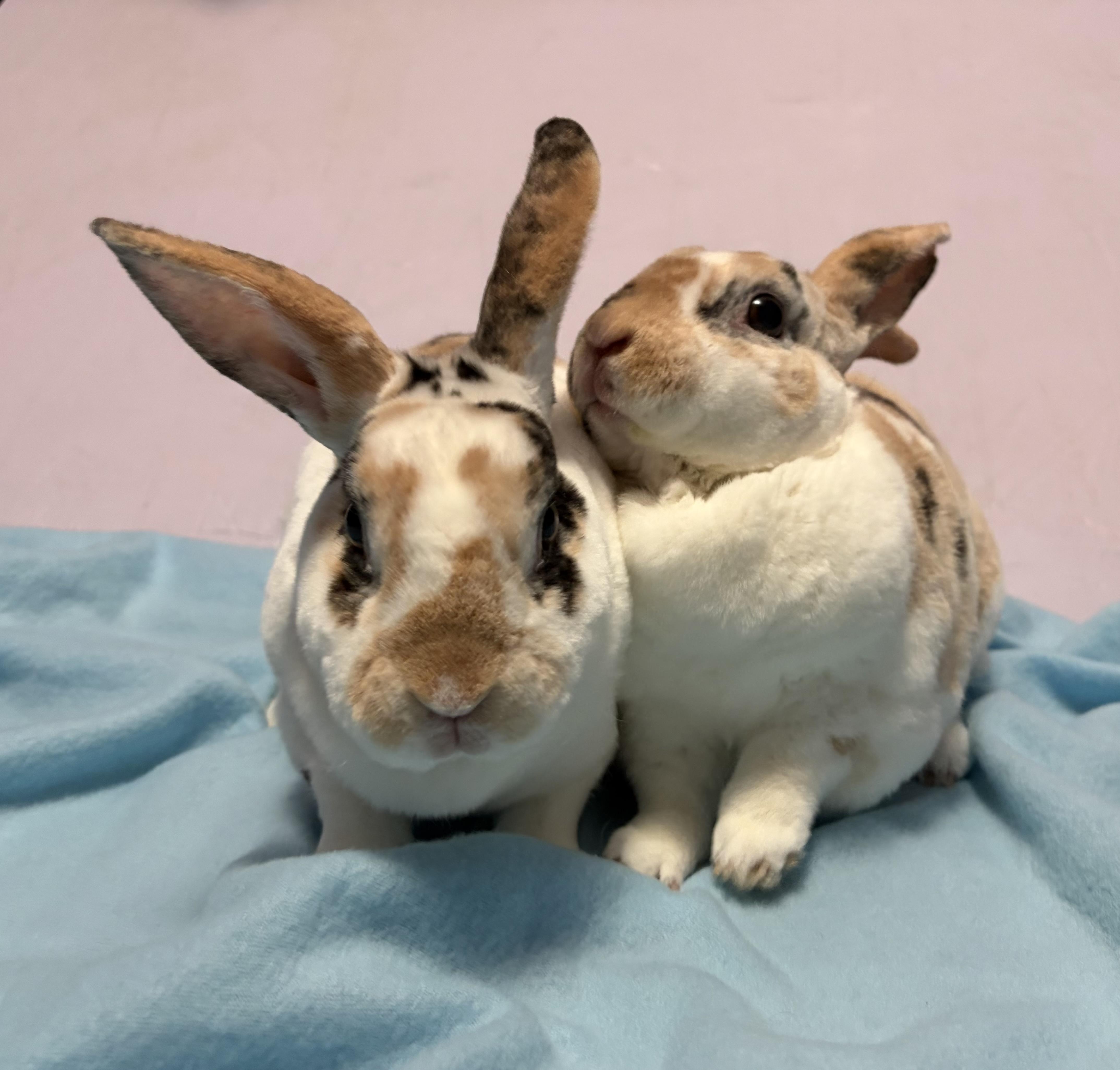 Enlarge Benji & Bindi, a Adoptable Mini Rex in Oshkosh, WI image 3/5