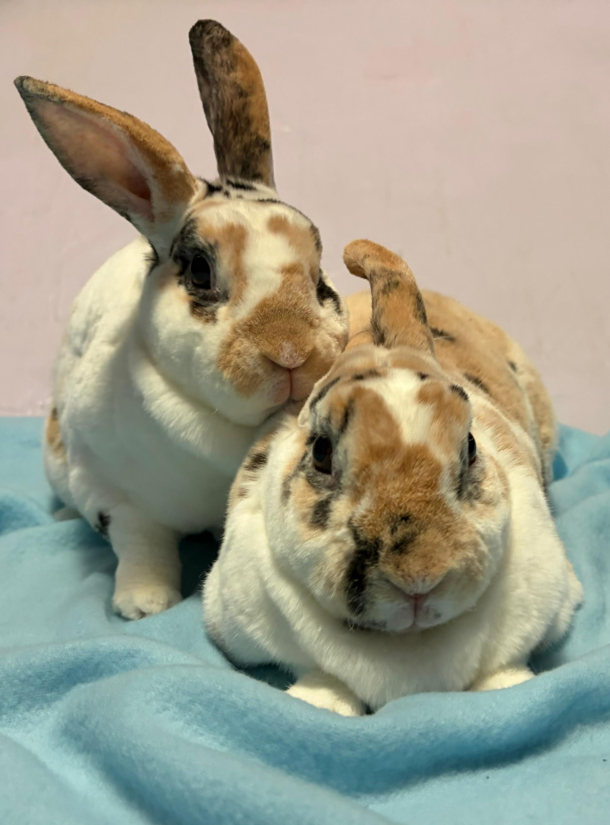 Enlarge Benji & Bindi, a Adoptable Mini Rex in Oshkosh, WI image 4/5