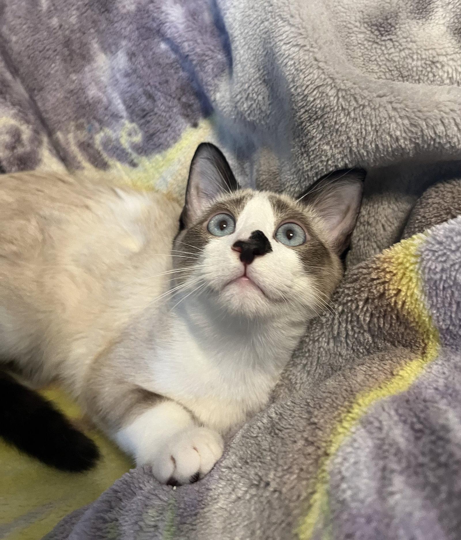 Tofu M, Adopted, Kitten Male Siamese & Domestic Short Hair.
