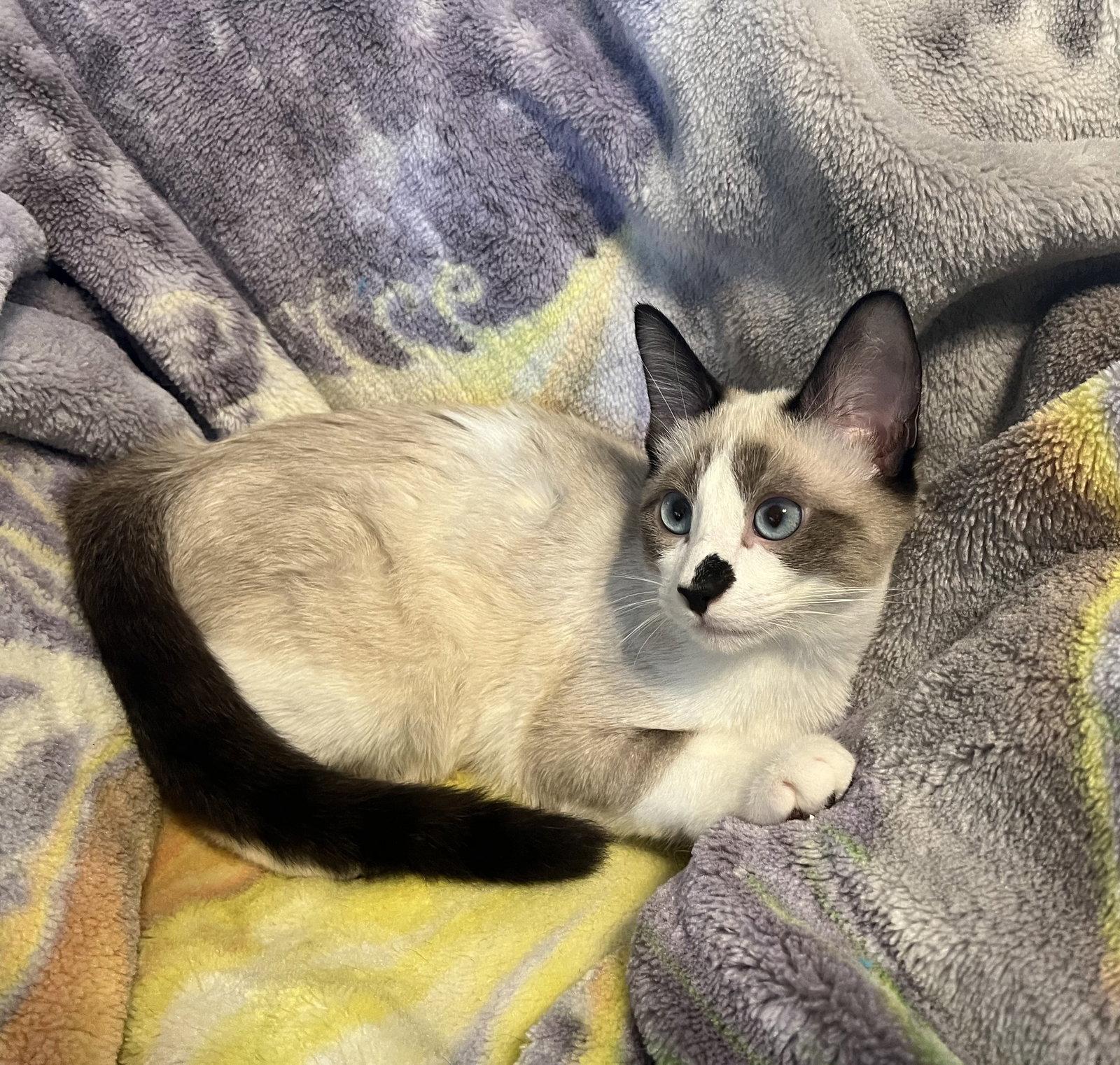 Tofu M, a Adopted mixed breed in Frisco, TX image 2/3