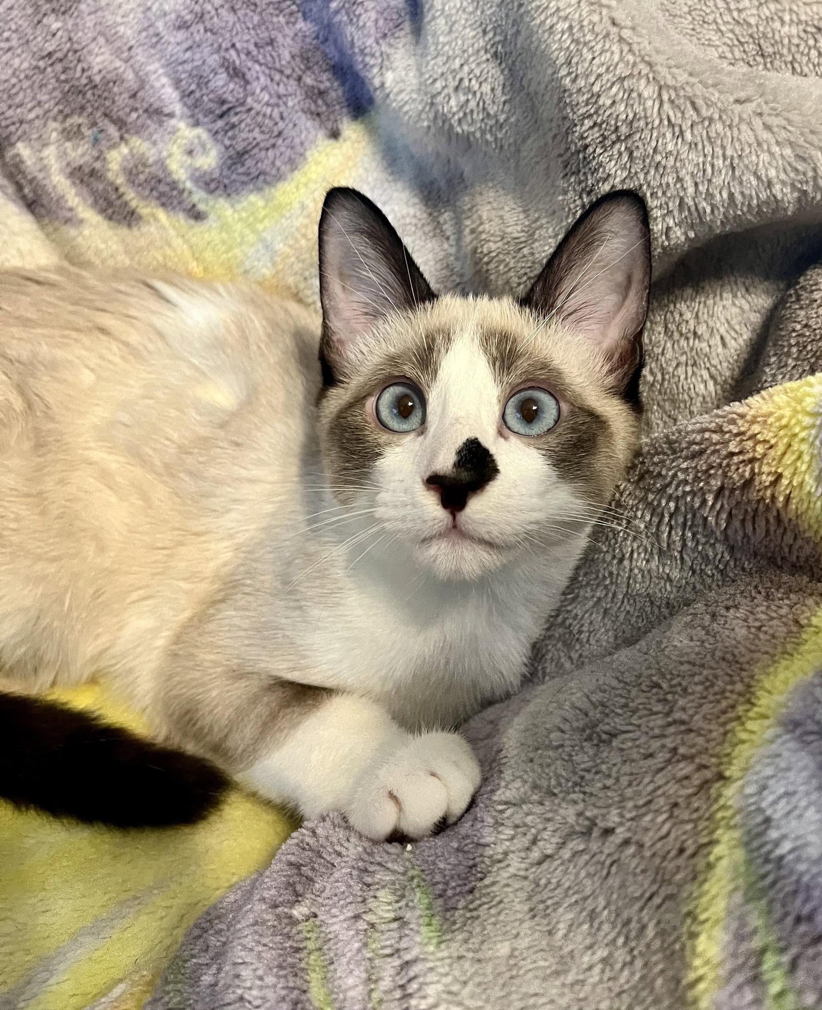 Tofu M, a Adopted mixed breed in Frisco, TX image 3/3