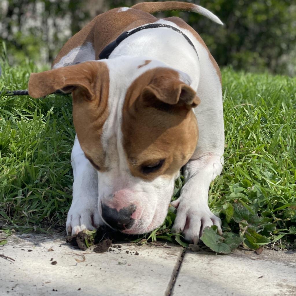 Uncle Rico KF, Adoptable, Adult Male Pit Bull Terrier & Boxer.