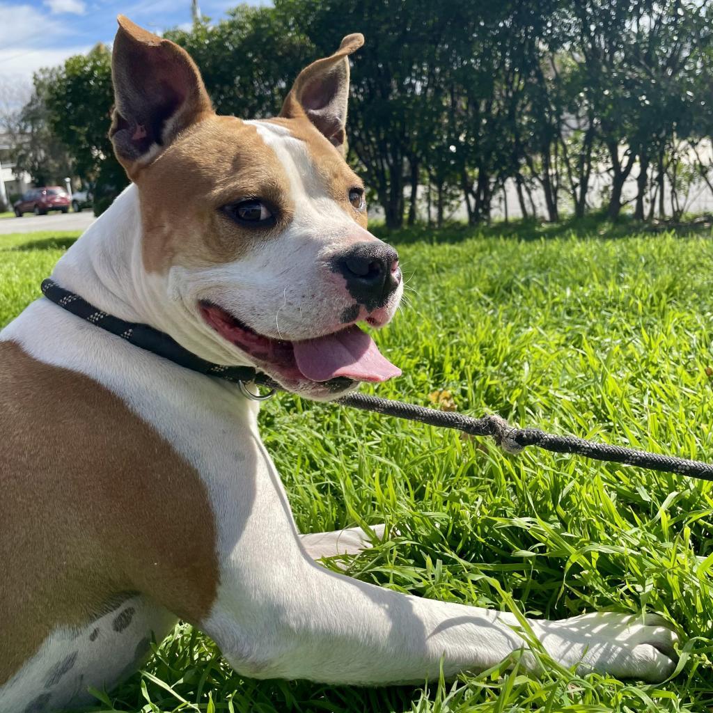 Enlarge Uncle Rico KF, a Adoptable mixed breed in Austin, TX image 2/6