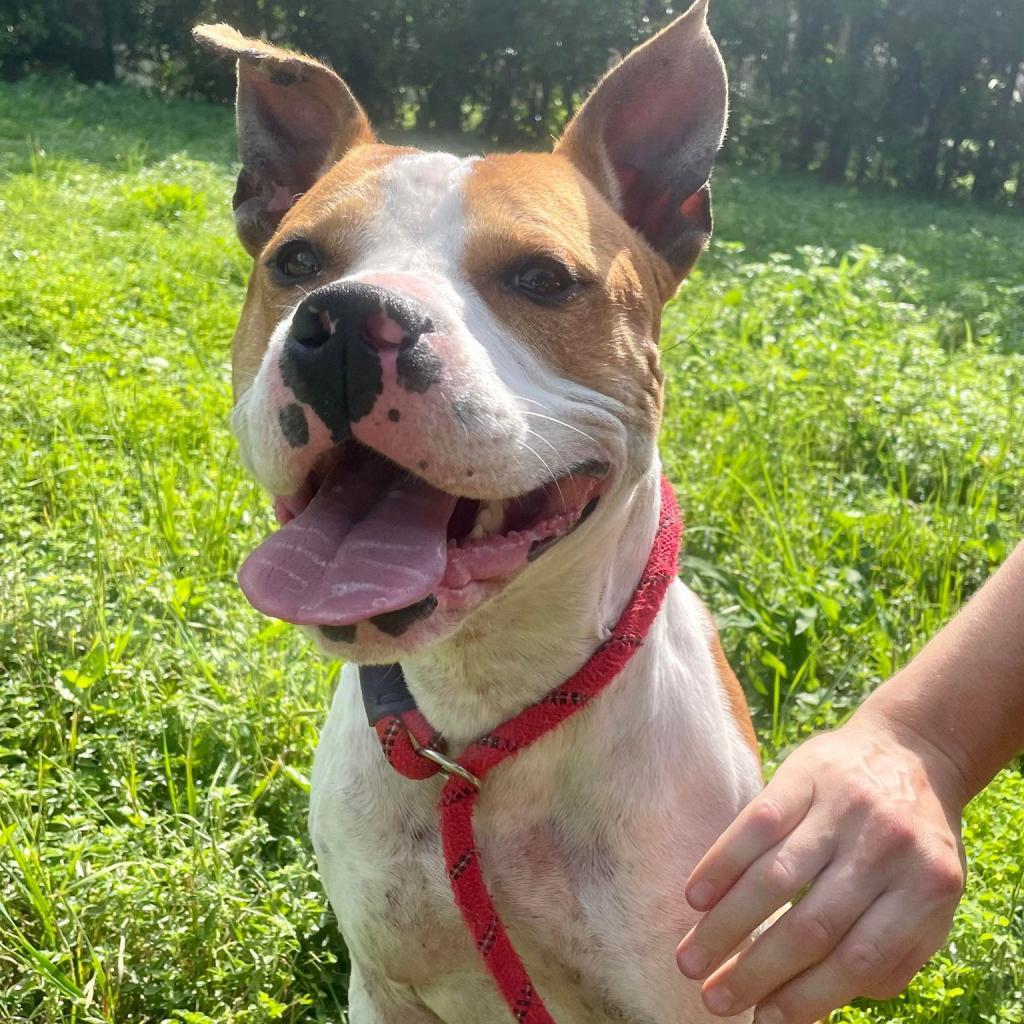 Enlarge Uncle Rico KF, a Adoptable mixed breed in Austin, TX image 3/6