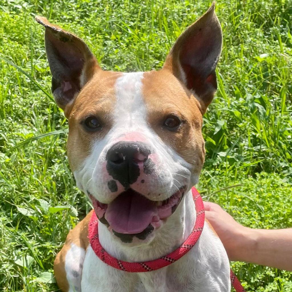 Uncle Rico KF, Adoptable, Adult Male Pit Bull Terrier & Boxer.