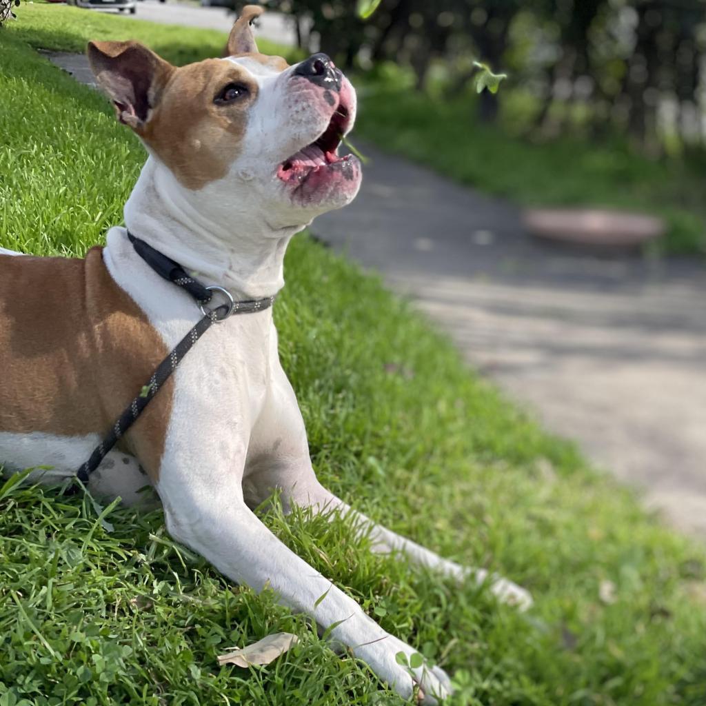 Uncle Rico KF, Adoptable, Adult Male Pit Bull Terrier & Boxer.