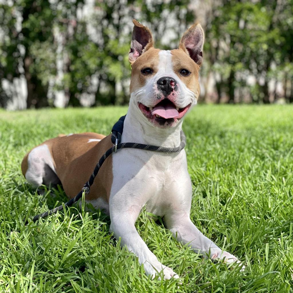 Enlarge Uncle Rico KF, a Adoptable mixed breed in Austin, TX image 6/6