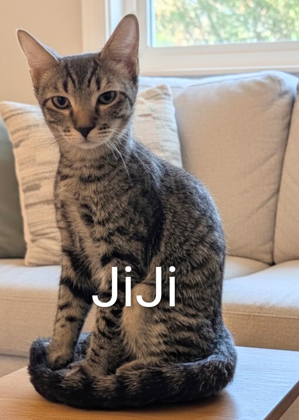 JiJi, ADOPTABLE, Kitten Female Domestic Short Hair.