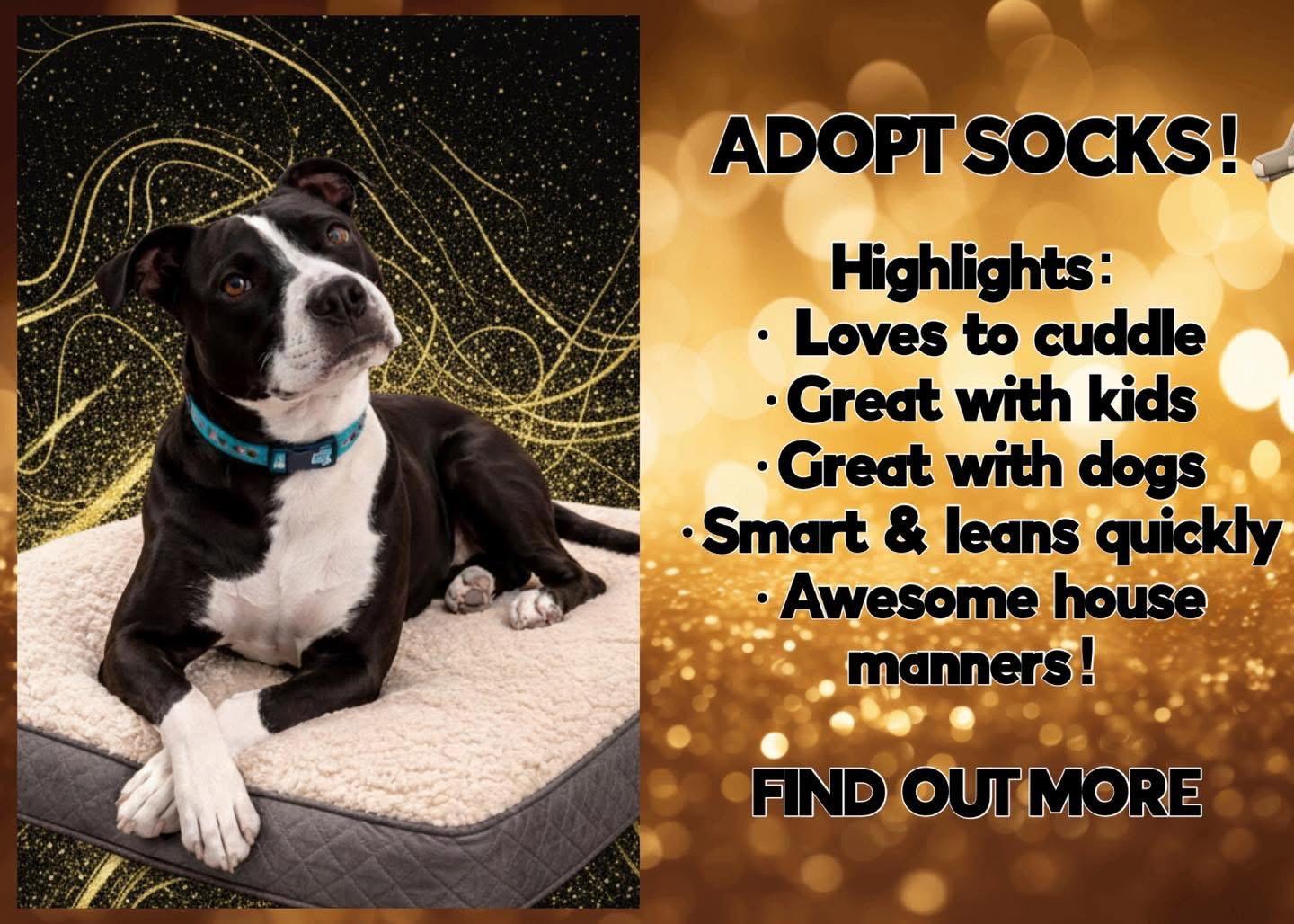 Socks, Adopted, Adult Male Pit Bull Terrier.
