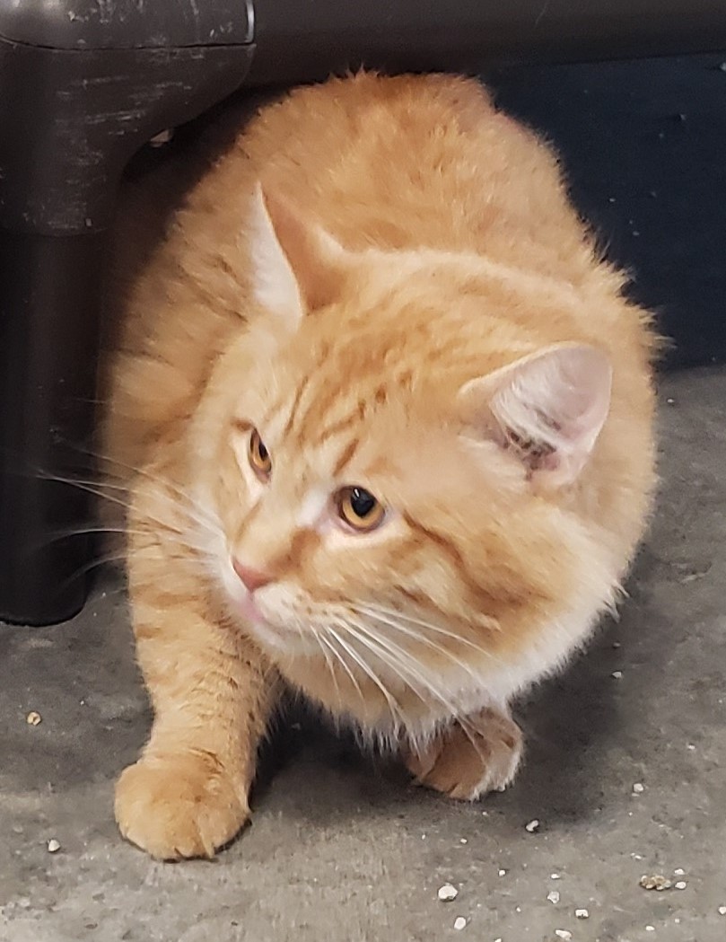 Rio, Adopted, Young Male Tabby.