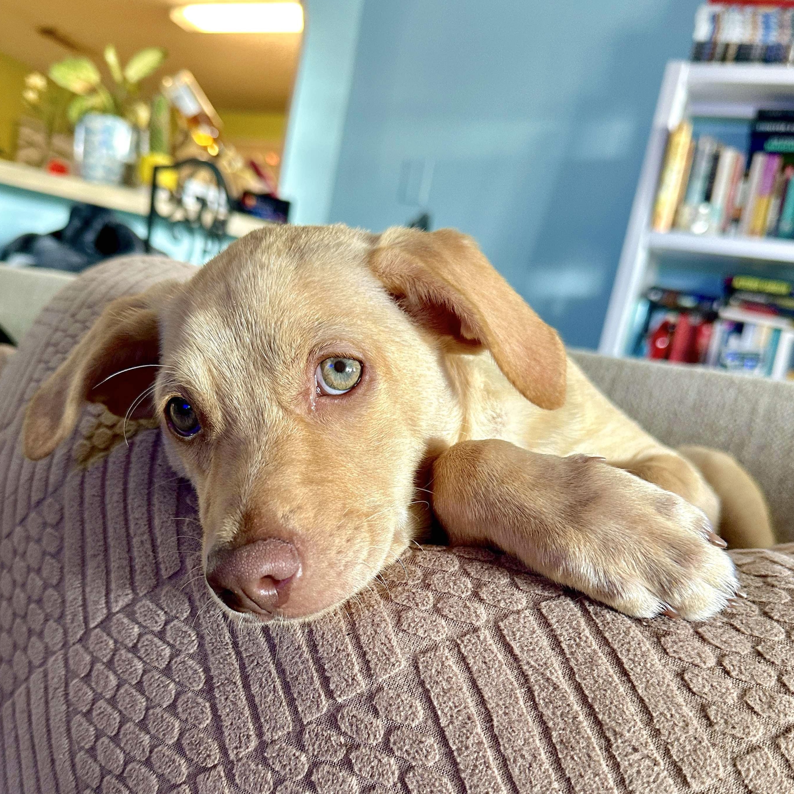 Enlarge Buzz, a Adoptable mixed breed in Springfield, OR image 1/6