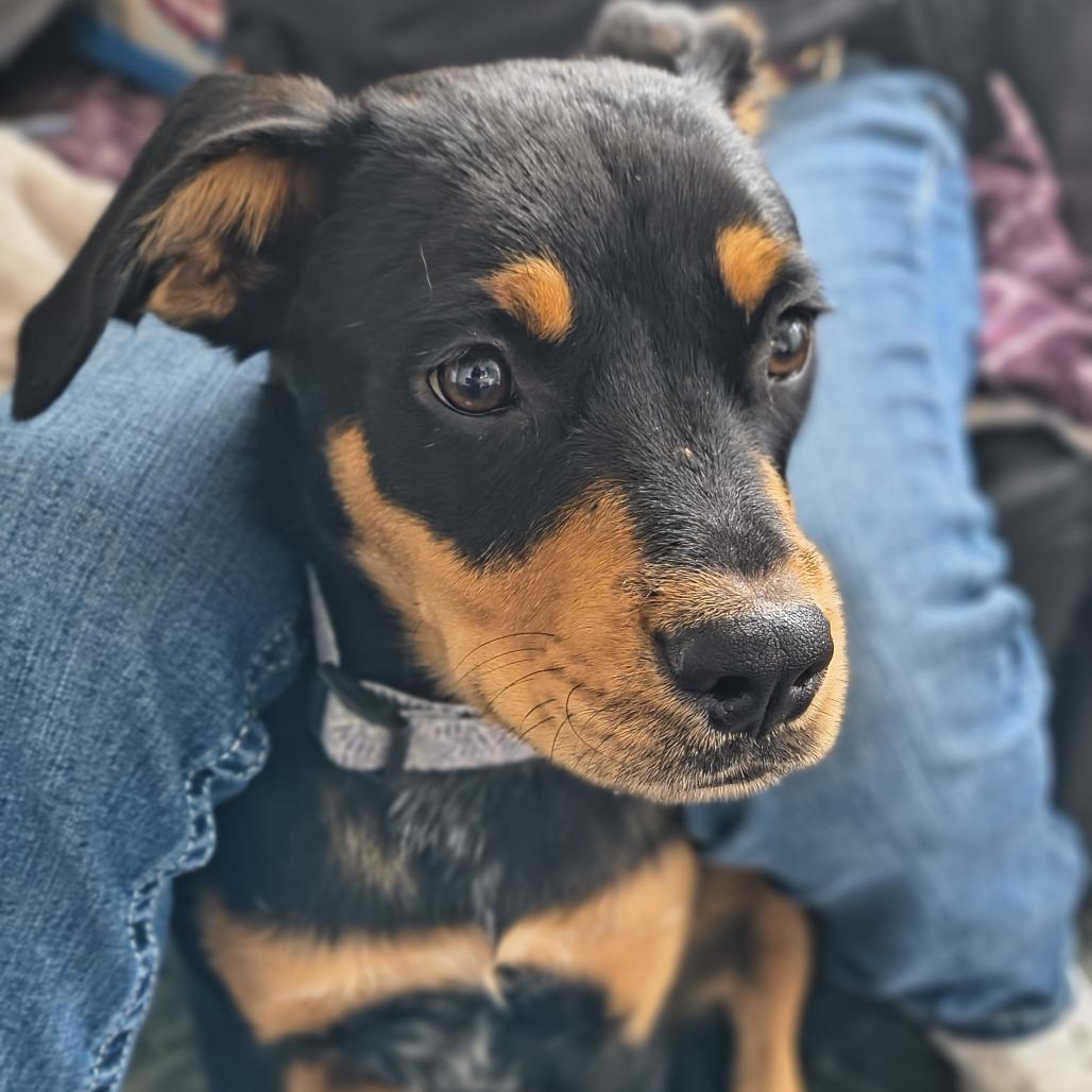 Enlarge Buddi, a Adoptable mixed breed in Othello, WA image 1/1