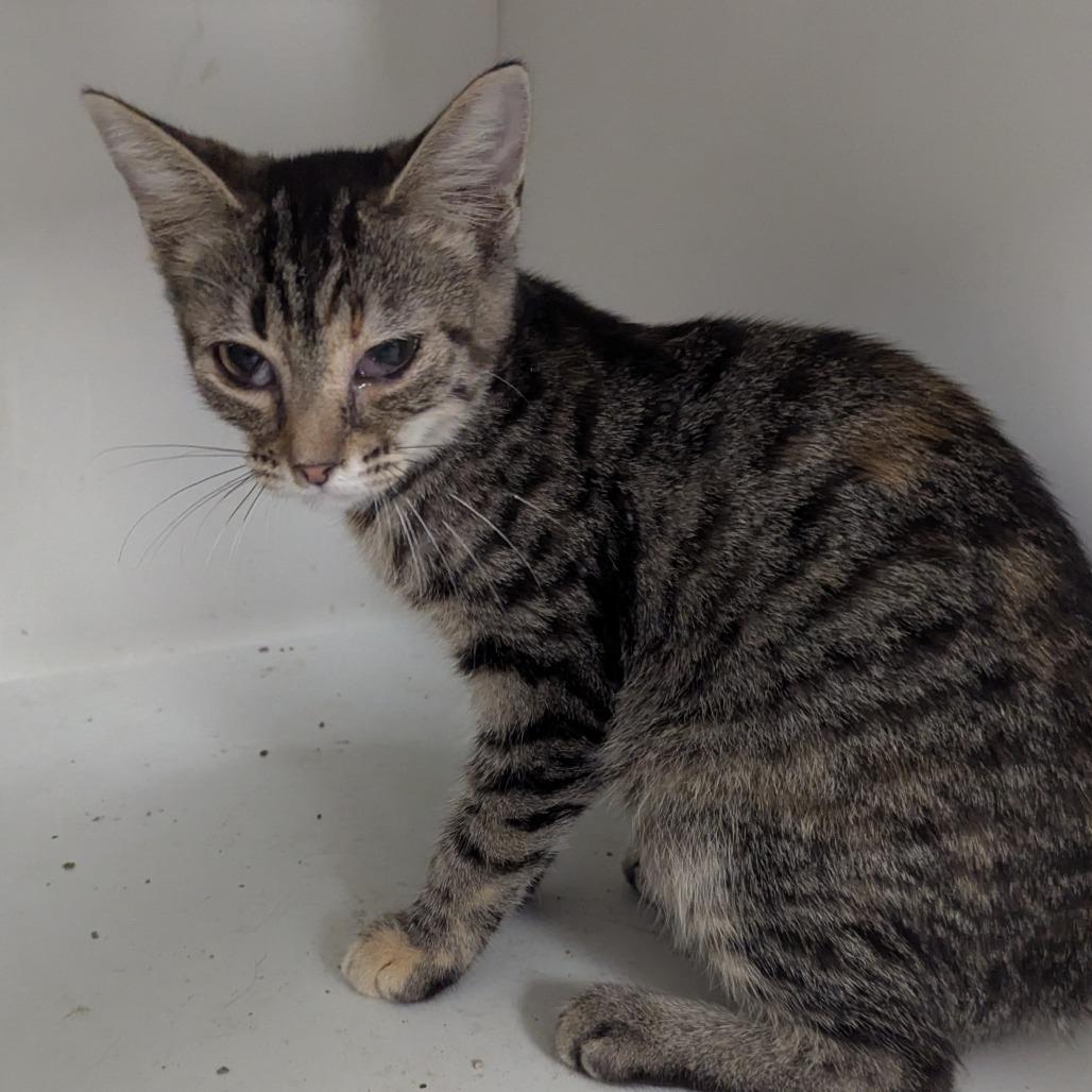 Edith, Adoptable, Young Female Domestic Short Hair.