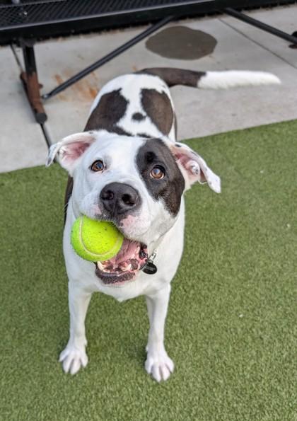 Enlarge Pirate, a Adoptable mixed breed in Bellevue, WA image 1/3