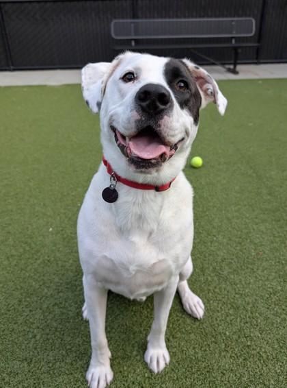 Enlarge Pirate, a Adoptable mixed breed in Bellevue, WA image 2/3