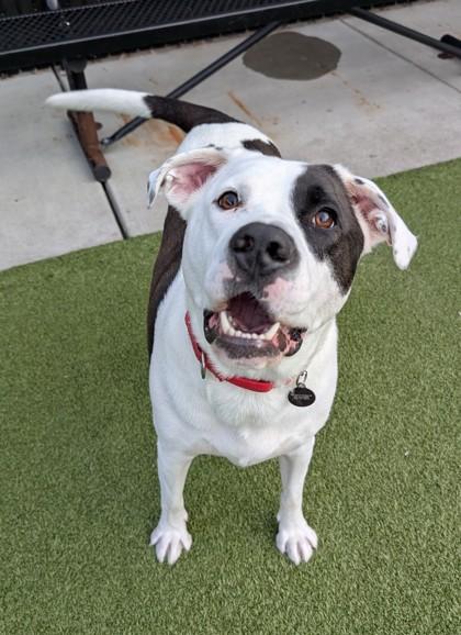 Enlarge Pirate, a Adoptable mixed breed in Bellevue, WA image 3/3