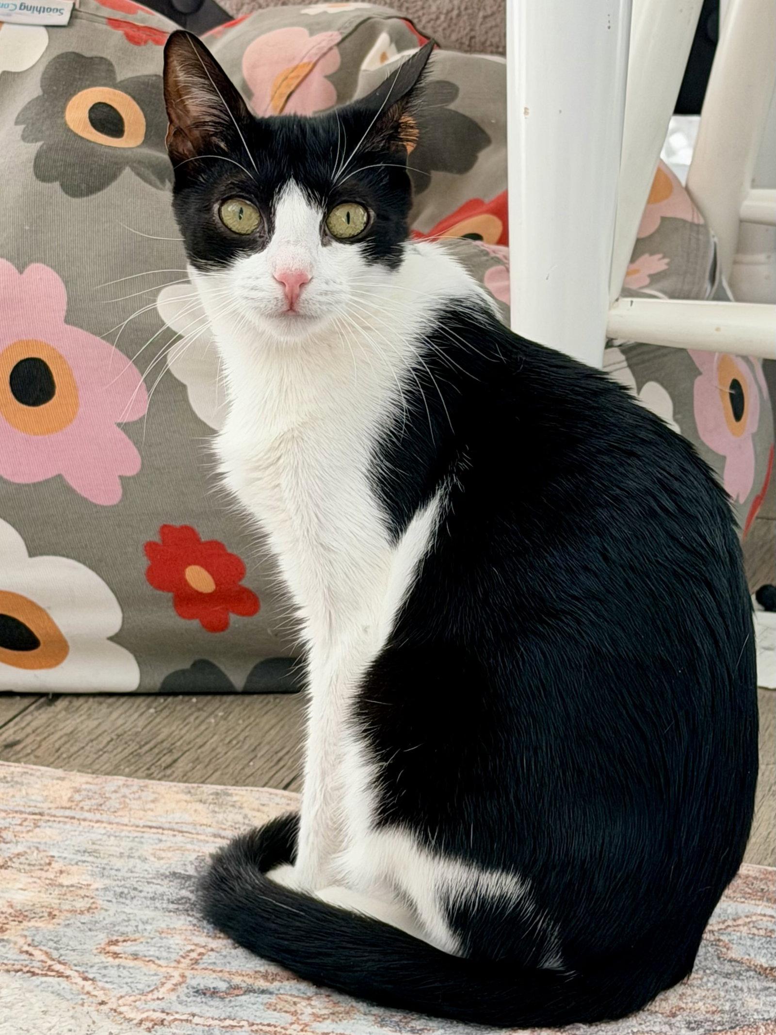 Inky, Adoptable, Kitten Female Domestic Short Hair.
