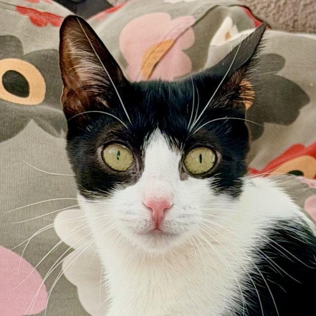 Inky, a Adoptable Domestic Short Hair in Flushing, NY image 2/3