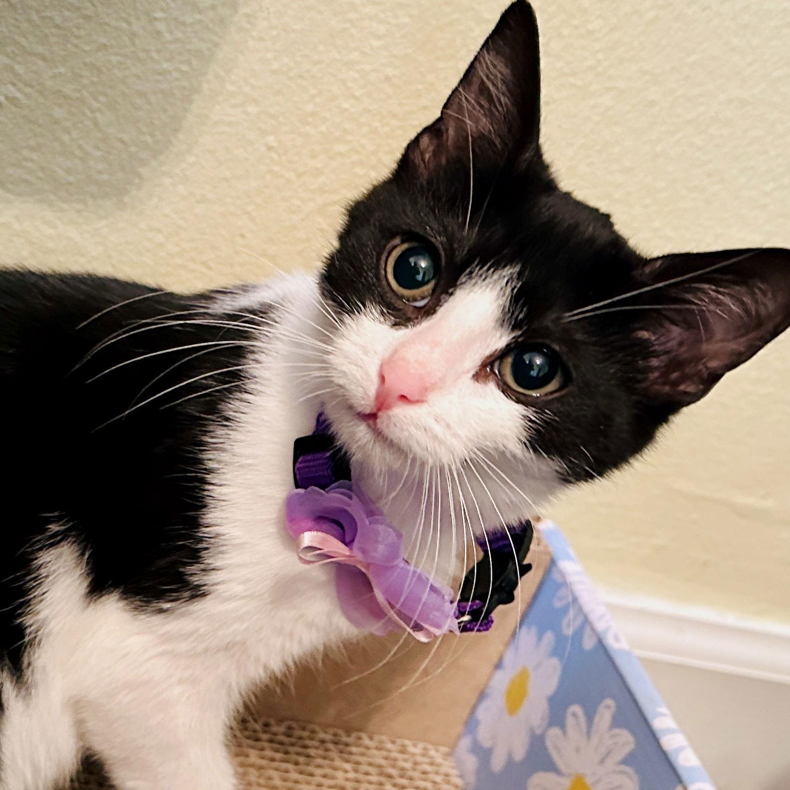 Enlarge Inky, a Adoptable Domestic Short Hair in Flushing, NY image 1/3