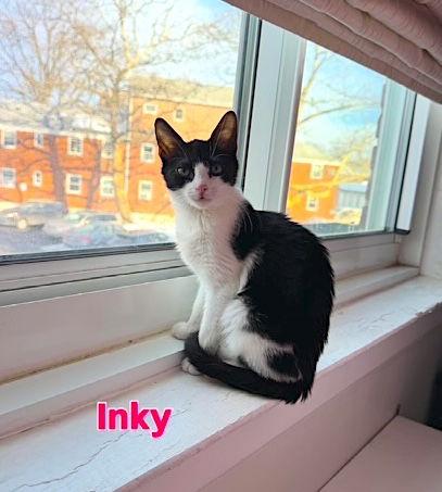 Enlarge Inky, a Adoptable Domestic Short Hair in Flushing, NY image 2/3