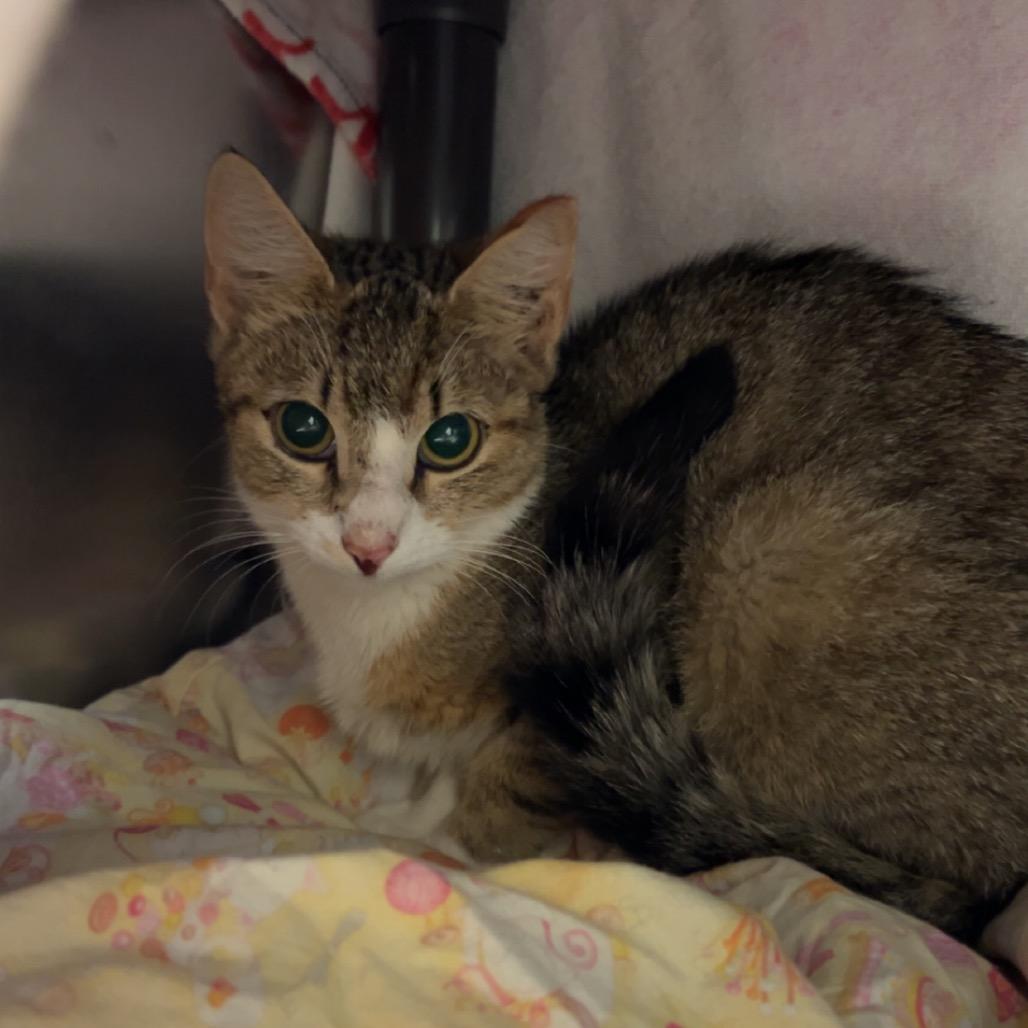 Lioness, Adoptable, Adult Female Domestic Short Hair.