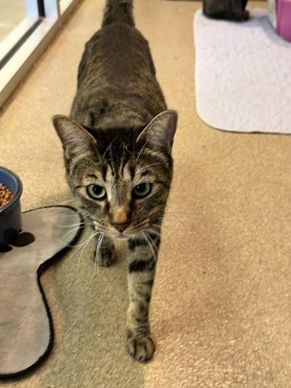 Enlarge Sophie, a Adoptable Domestic Short Hair in Palm Coast, FL image 1/3