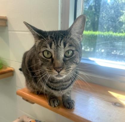 Enlarge Sophie, a Adoptable Domestic Short Hair in Palm Coast, FL image 2/3