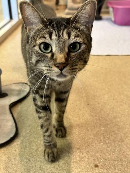 Enlarge Sophie, a Adoptable Domestic Short Hair in Palm Coast, FL image 3/3