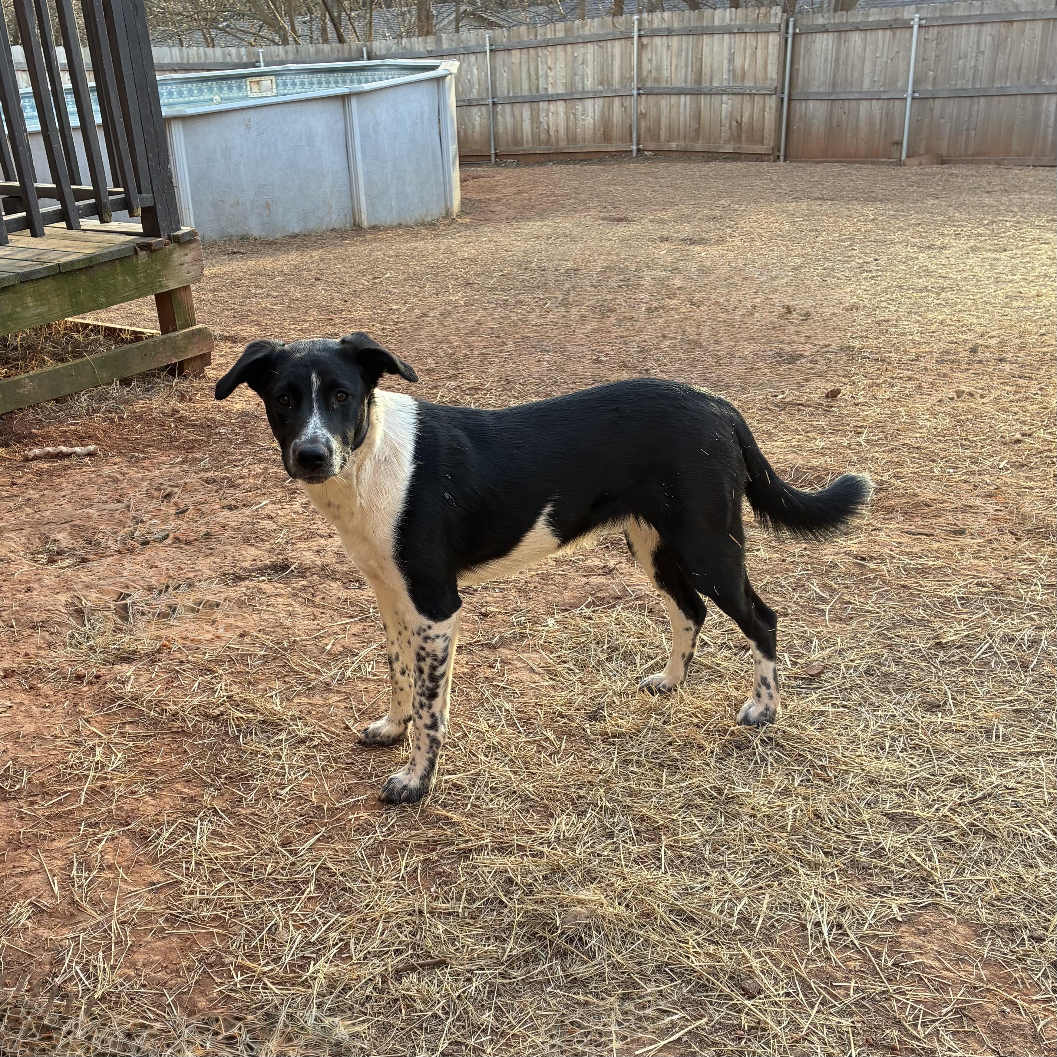 Enlarge Clifford (Cliff), a Adoptable mixed breed in Indianapolis, IN image 2/6