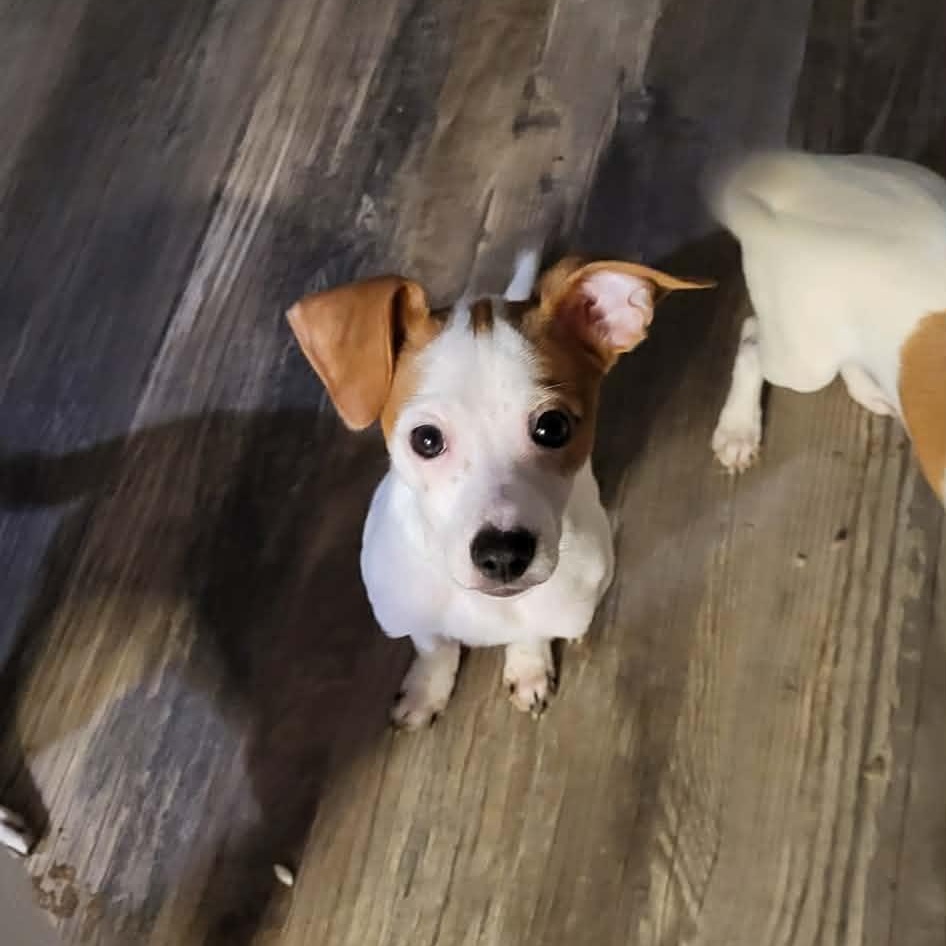 Fritz, ADOPTABLE, Puppy Male Jack Russell Terrier.