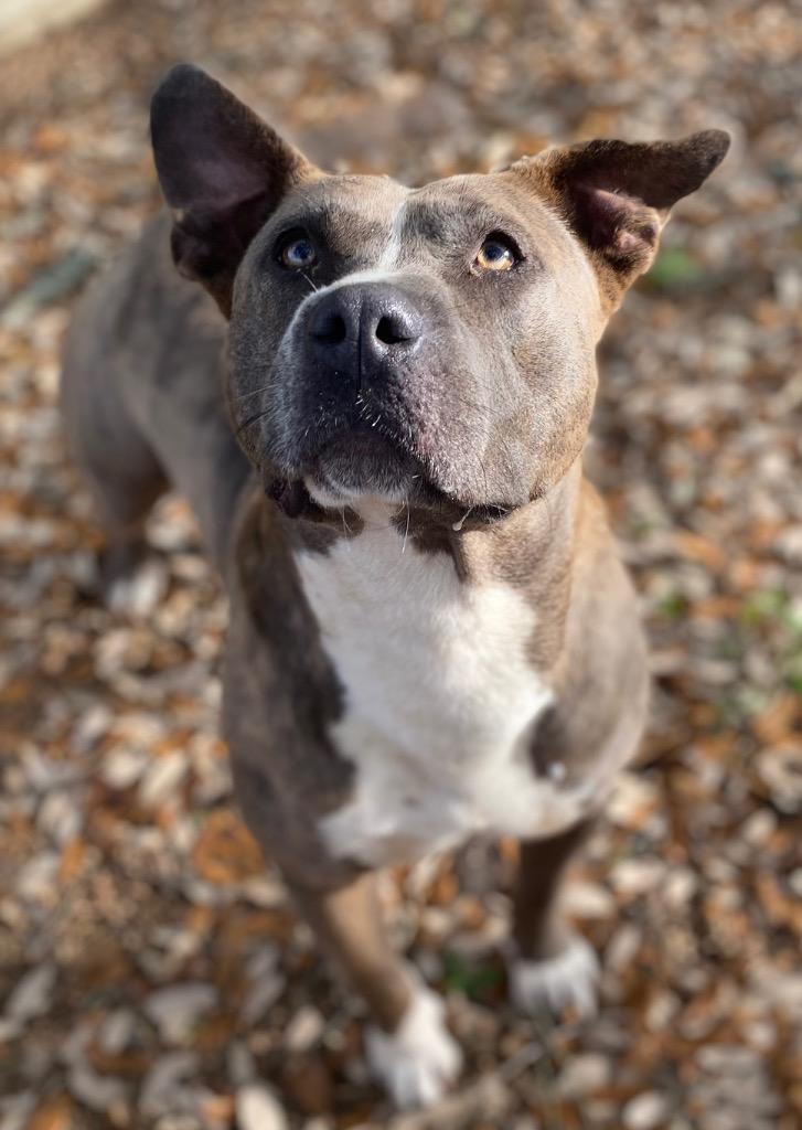 Enlarge Athena, a Adoptable Pit Bull Terrier in Lockhart, TX image 2/6