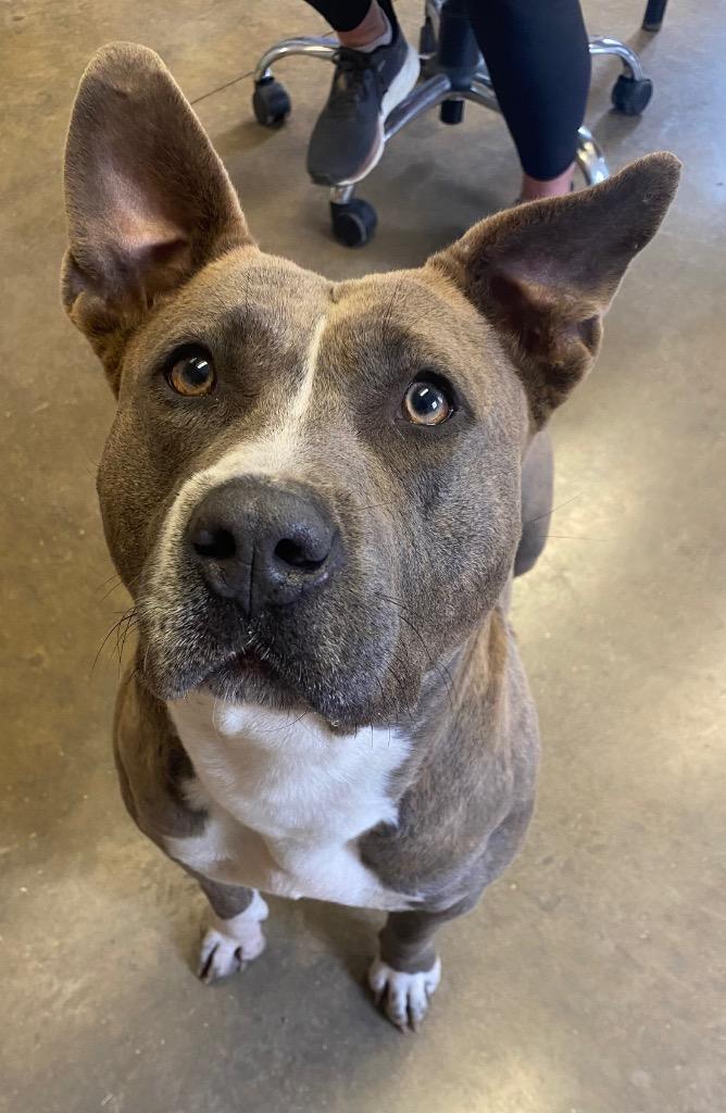 Enlarge Athena, a Adoptable Pit Bull Terrier in Lockhart, TX image 4/6